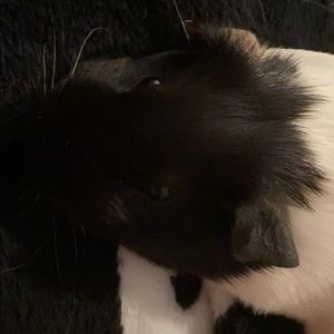 Meet your Posher, Beatrice